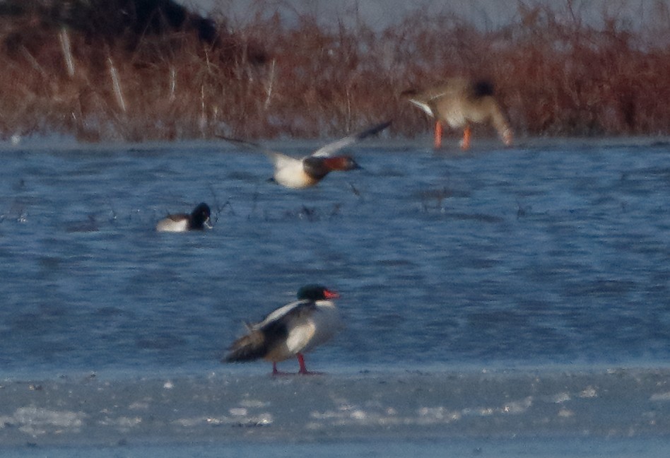 Common Merganser - ML85781071