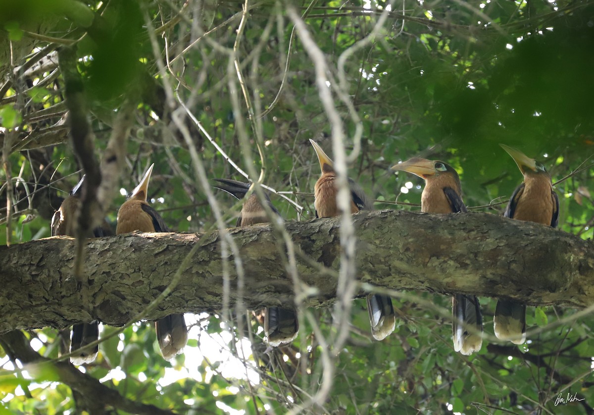 Rusty-cheeked Hornbill - ML85781211