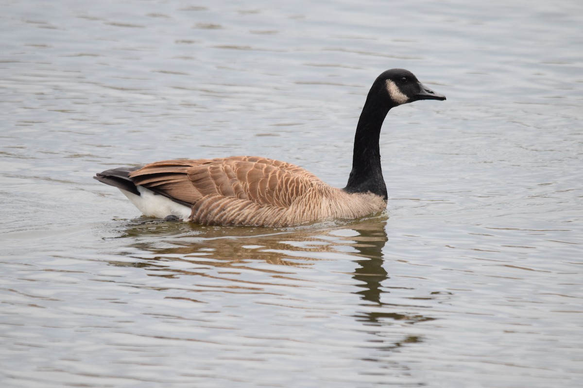 Canada Goose - Jonathan Snyder