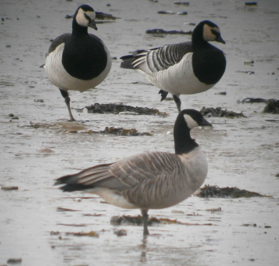 Cackling Goose - ML85782271