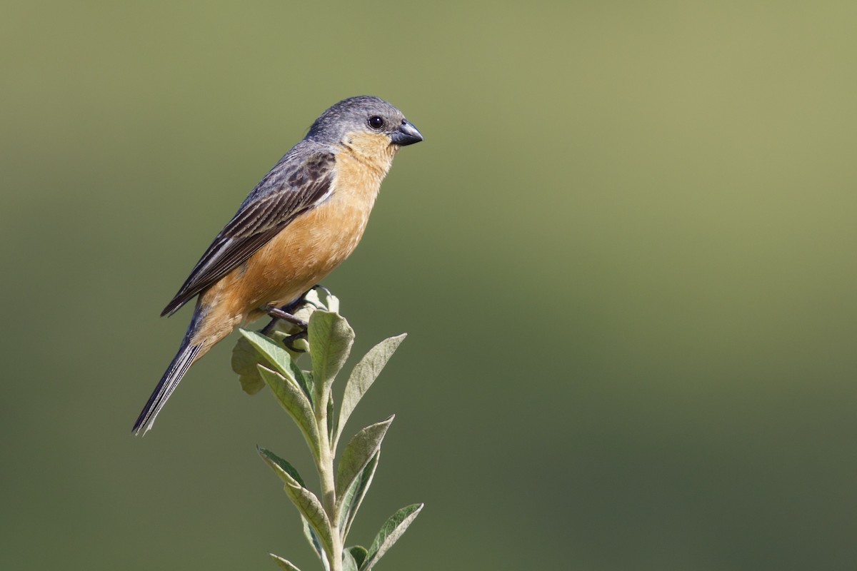 Tawny-bellied Seedeater - Luiz Matos