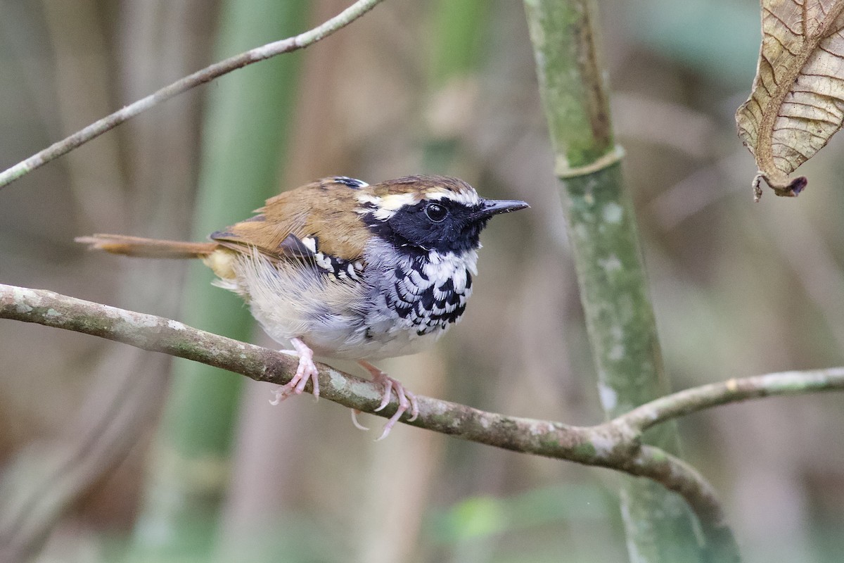 White-bibbed Antbird - Luiz Matos