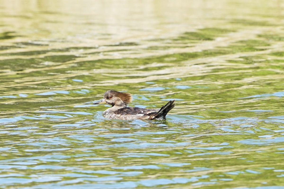 Hooded Merganser - ML85783131