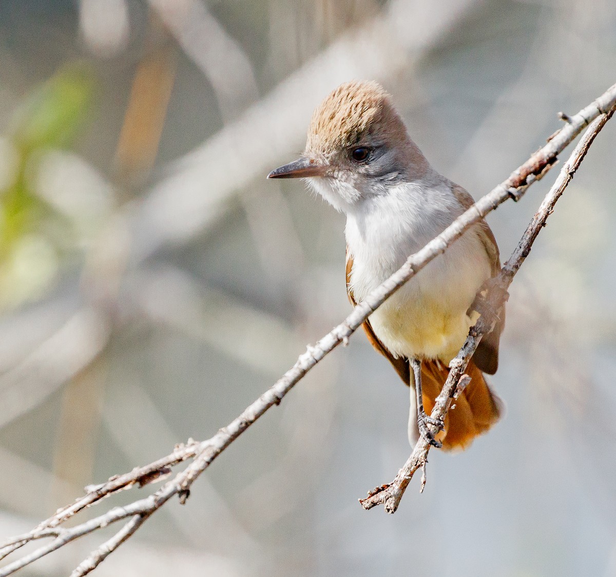 Ash-throated Flycatcher - ML85783191