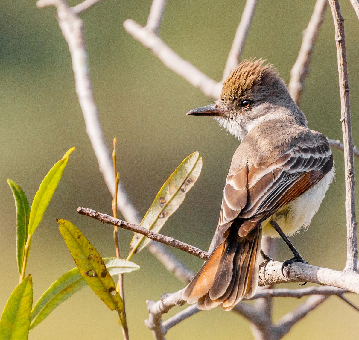 Ash-throated Flycatcher - ML85783211