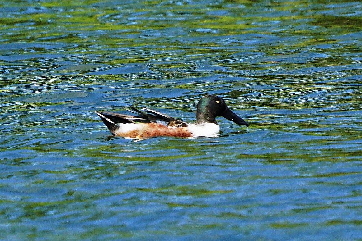 Northern Shoveler - ML85783351