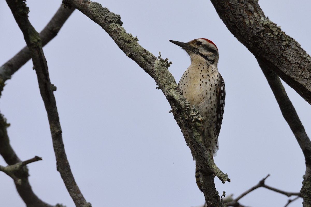 Ladder-backed Woodpecker - Andrew Lyall