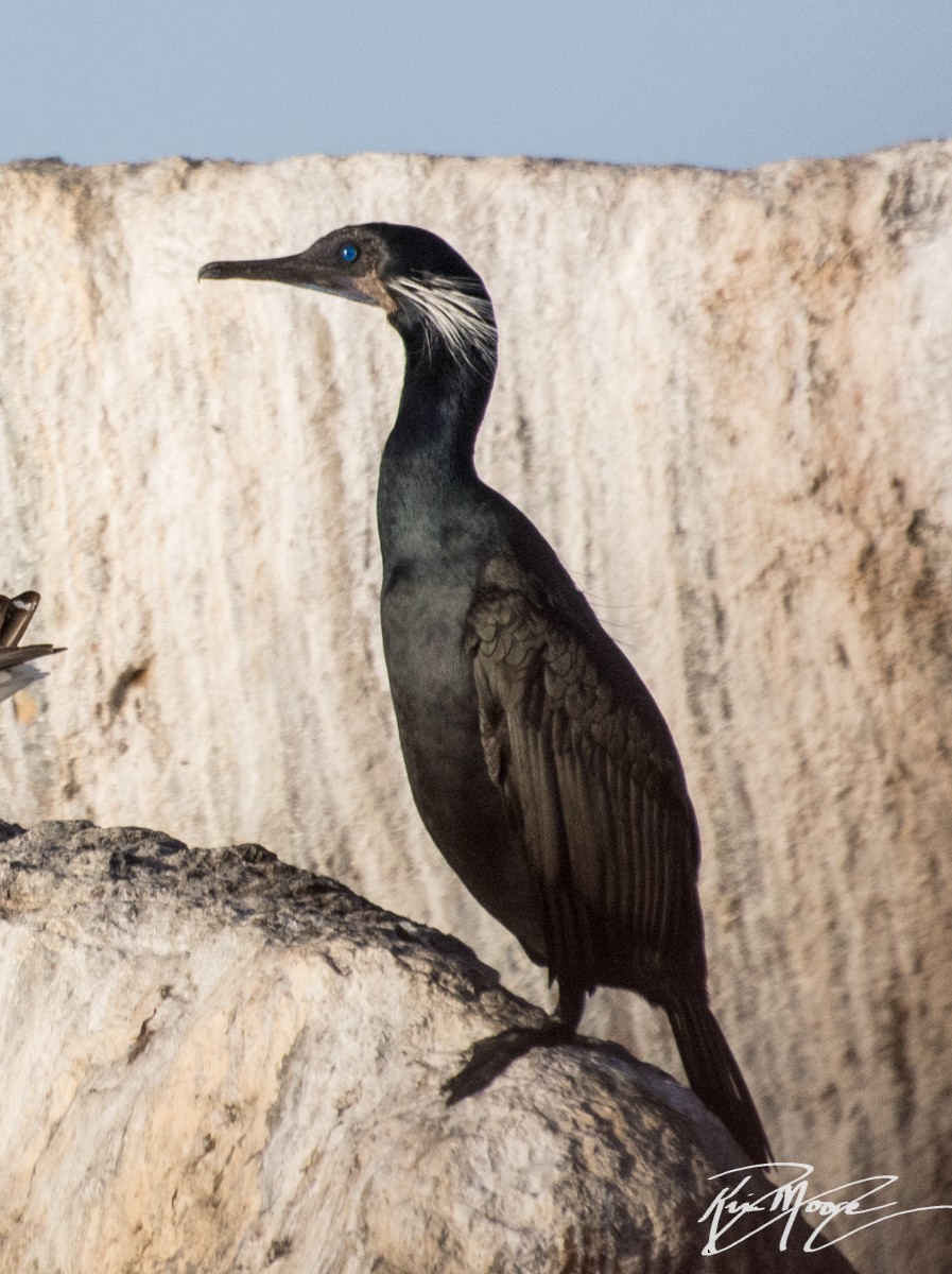 Brandt's Cormorant - Kim Moore