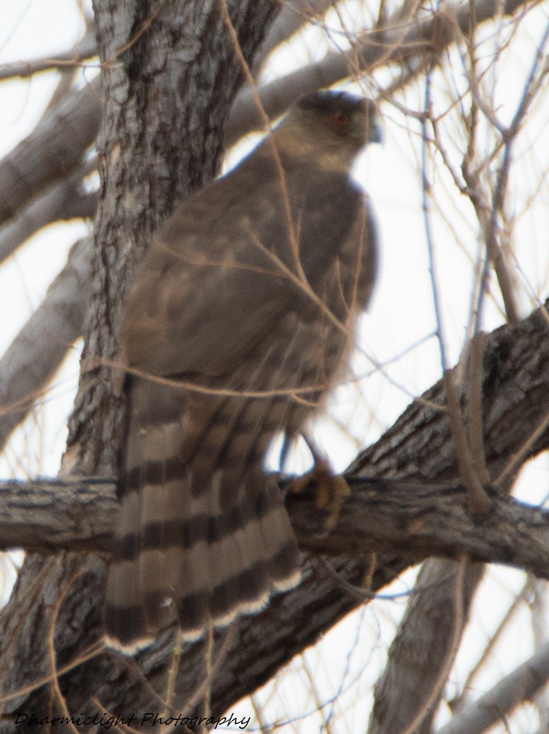 Cooper's Hawk - ML85787651