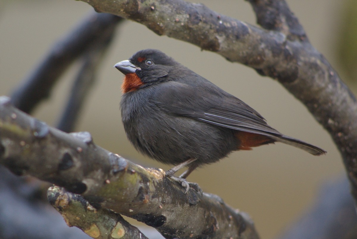 Lesser Antillean Bullfinch - David Ely