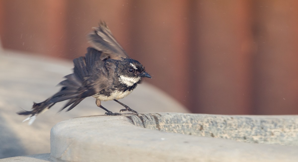 Malaysian Pied-Fantail - ML85789711