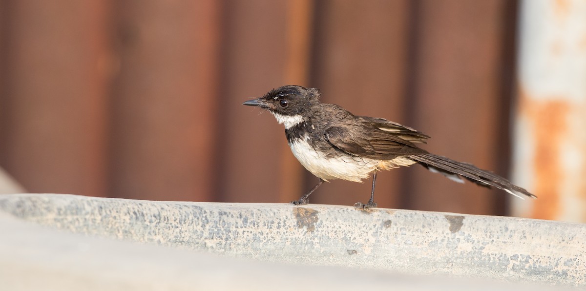 Malaysian Pied-Fantail - ML85789731