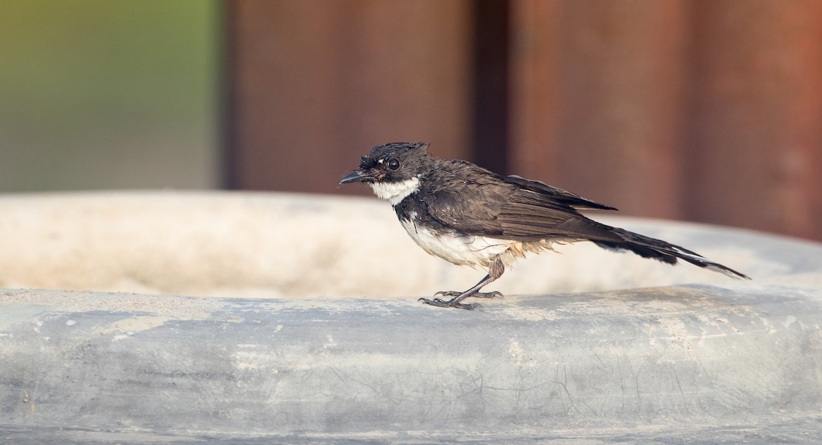 Malaysian Pied-Fantail - ML85789751