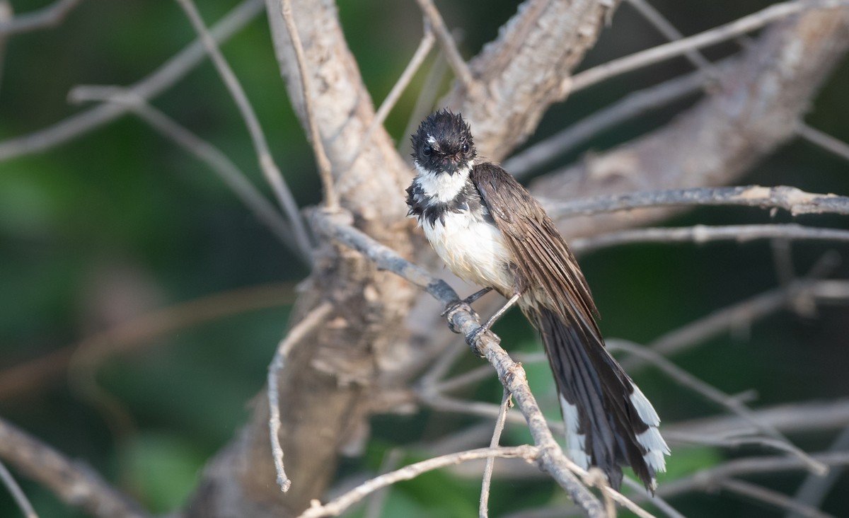 Malaysian Pied-Fantail - ML85789761