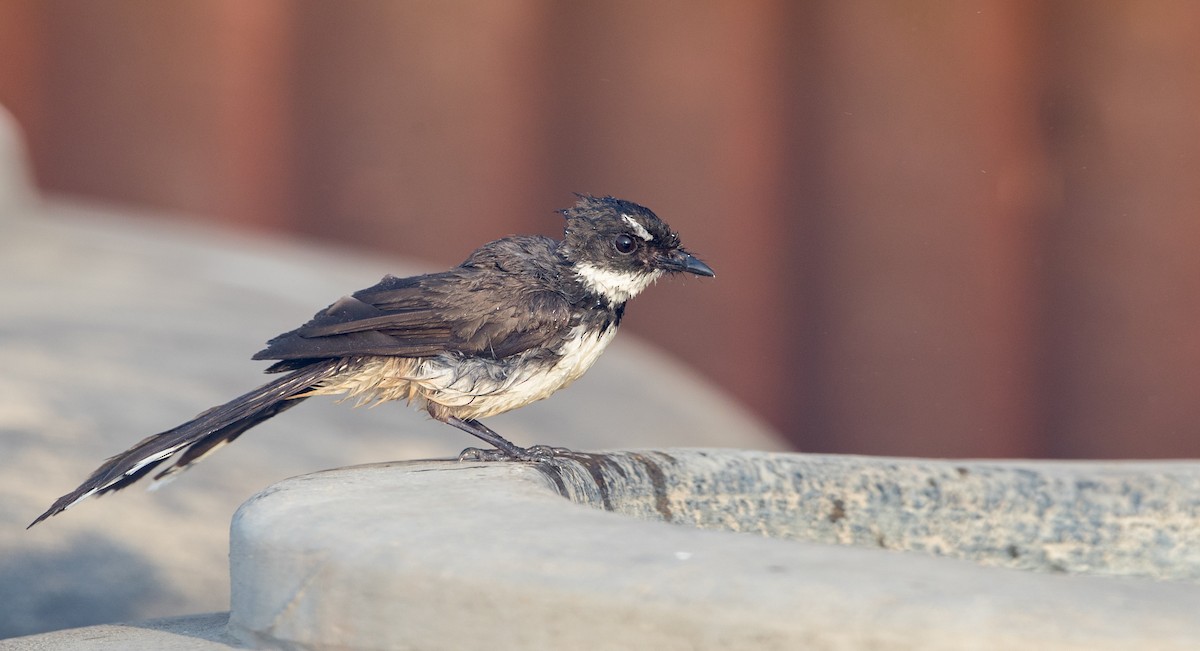 Malaysian Pied-Fantail - ML85789771