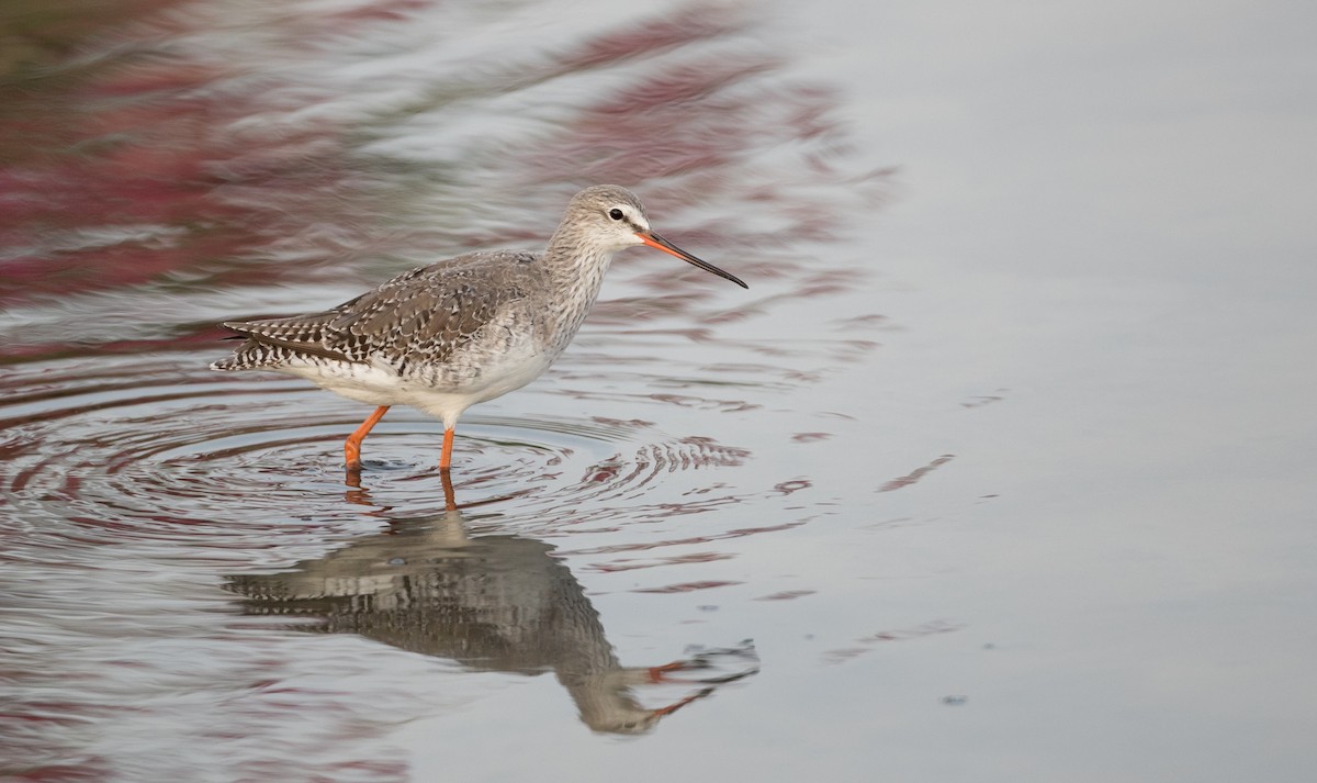 Spotted Redshank - Ian Davies