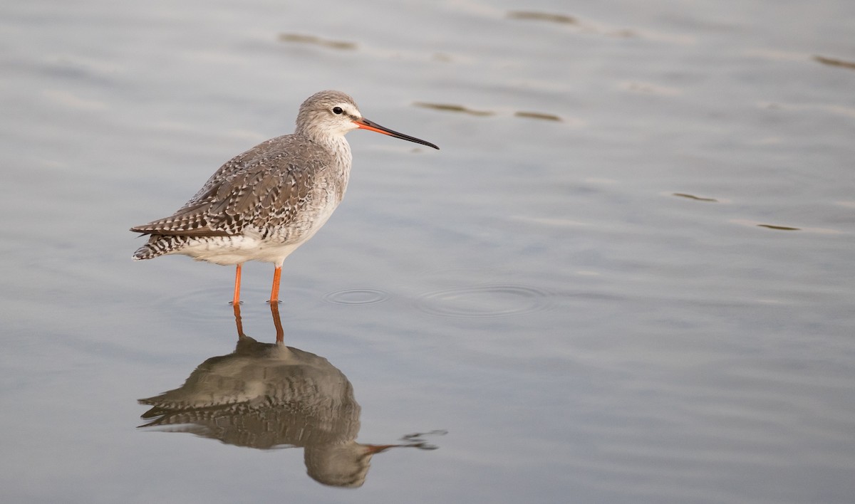Spotted Redshank - ML85790021