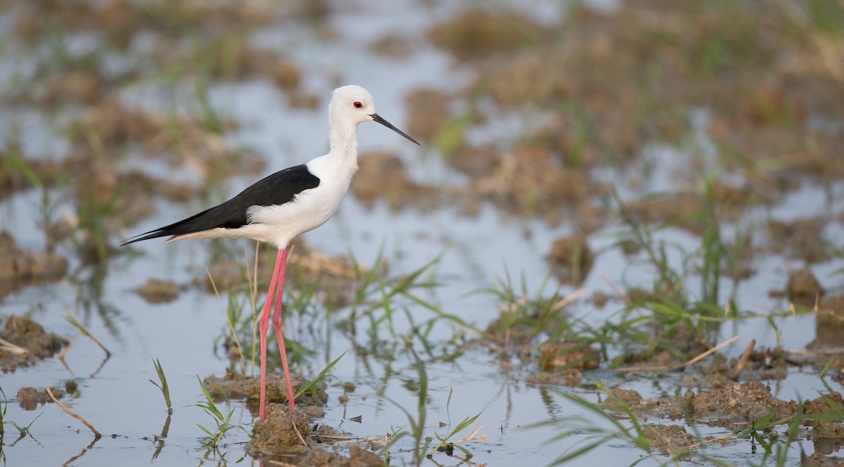 Black-winged Stilt - ML85790041