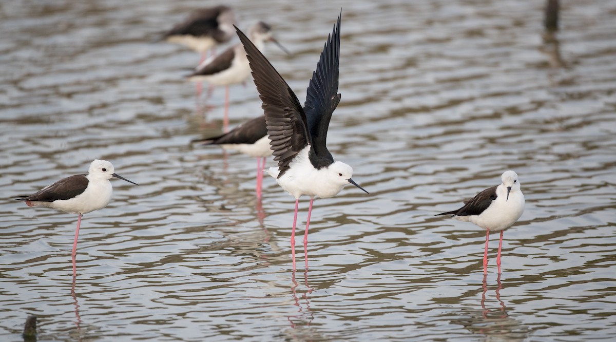 Black-winged Stilt - ML85790071