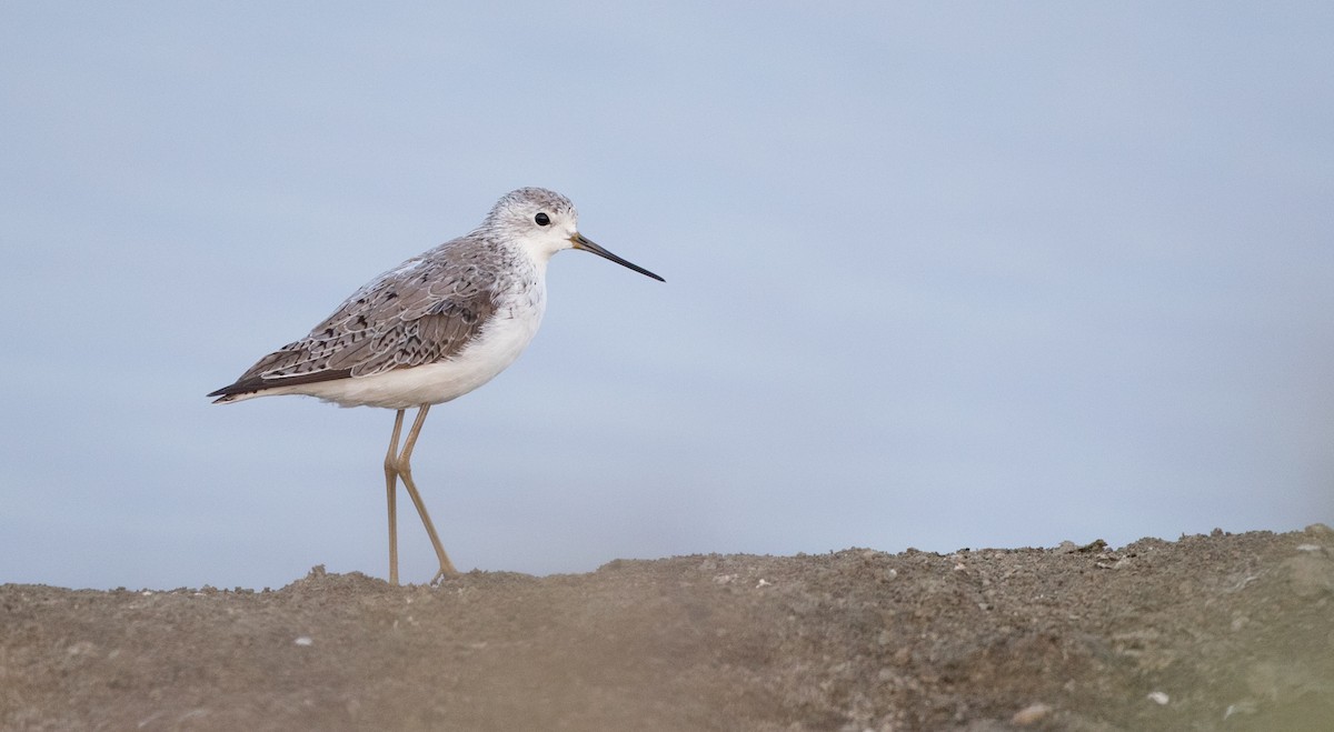 Marsh Sandpiper - ML85790181