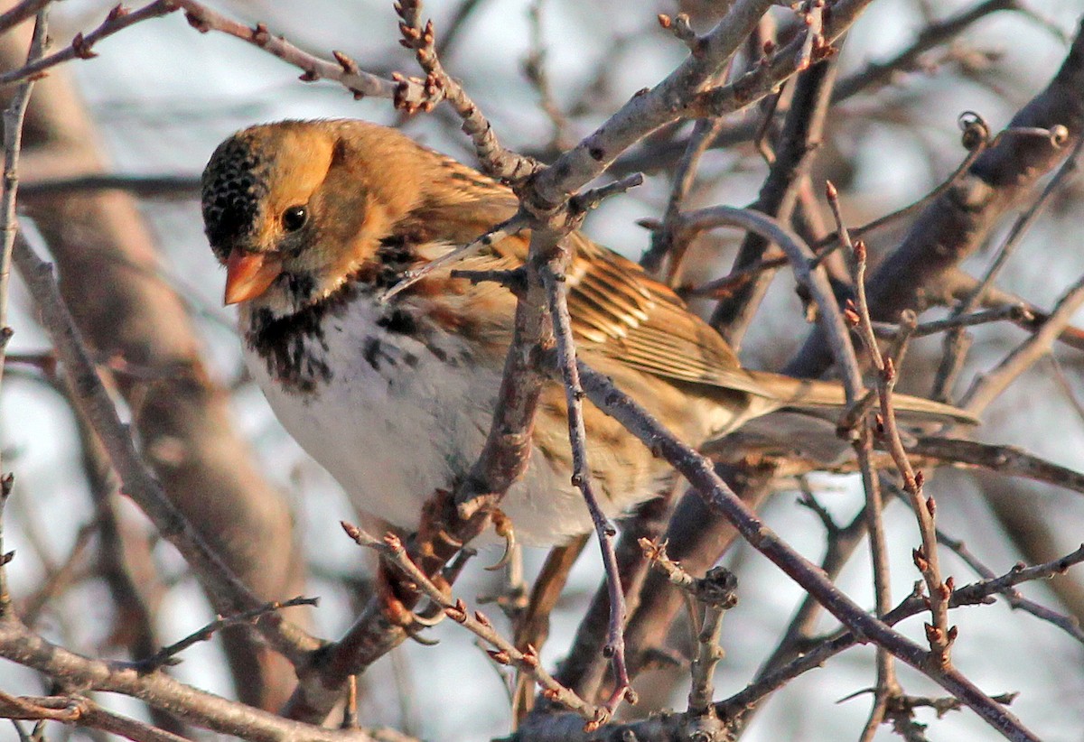 Harris's Sparrow - Tom Gannon