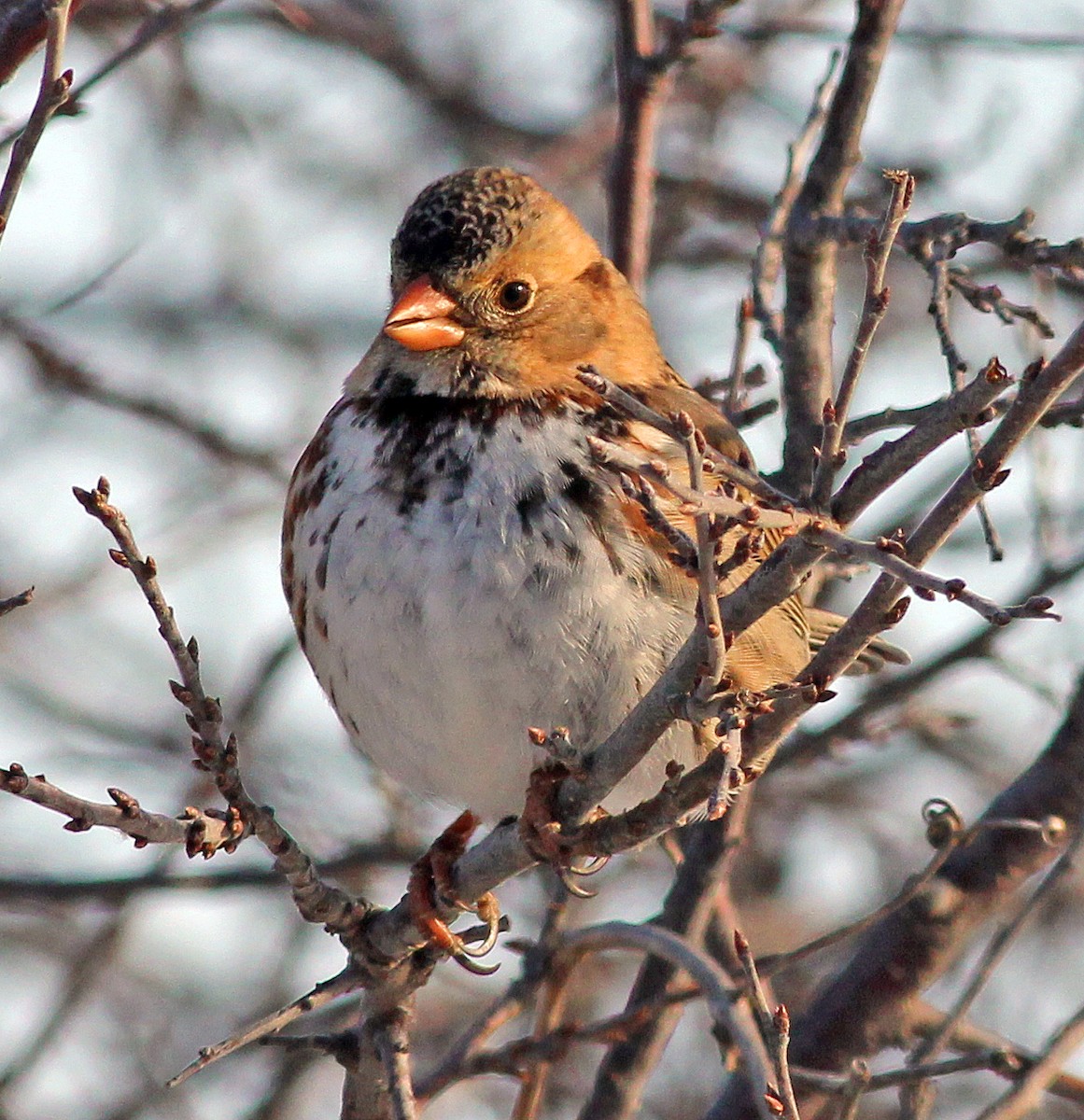 Harris's Sparrow - Tom Gannon