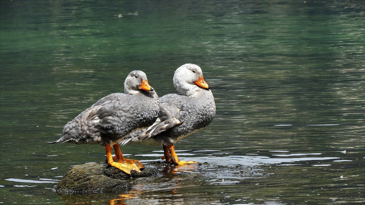 Flightless Steamer-Duck - ML85793531