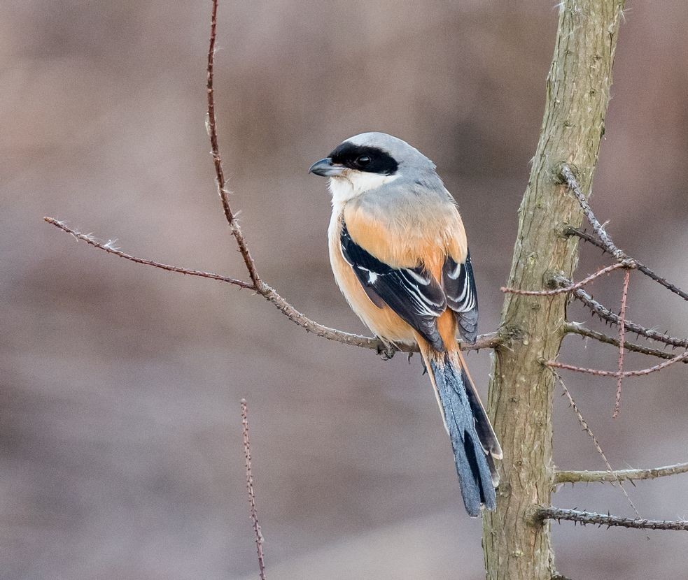 Long-tailed Shrike - ML85793601