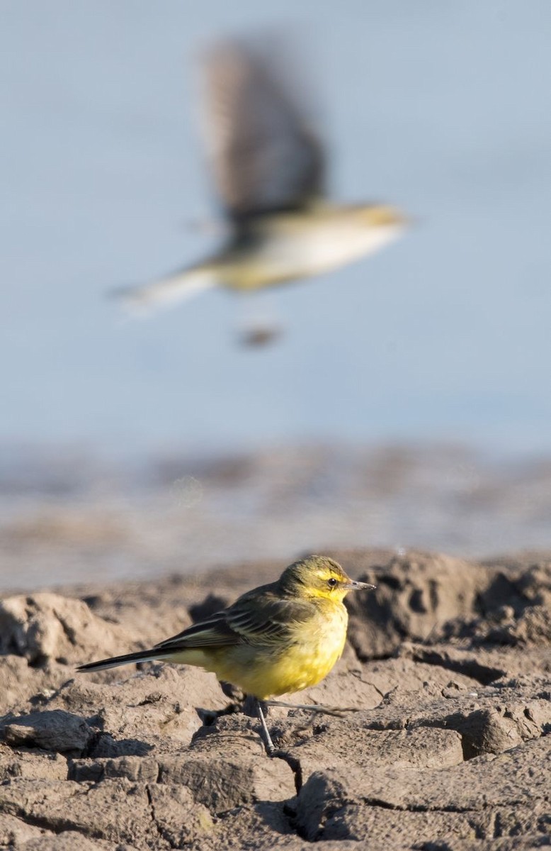 Eastern Yellow Wagtail - ML85793691