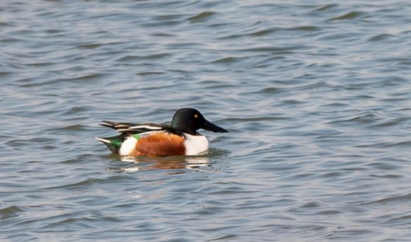 Northern Shoveler - Kai Pflug