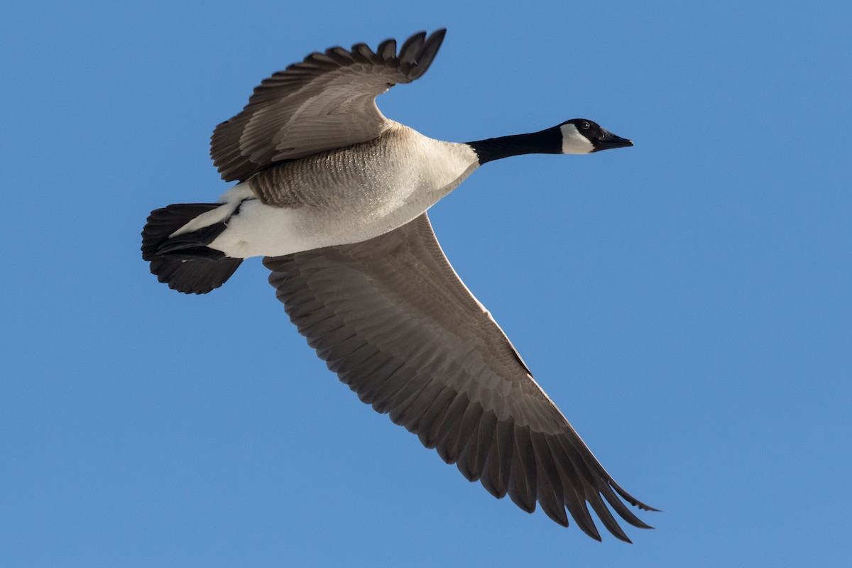 Canada Goose - Bruce Cyganowski