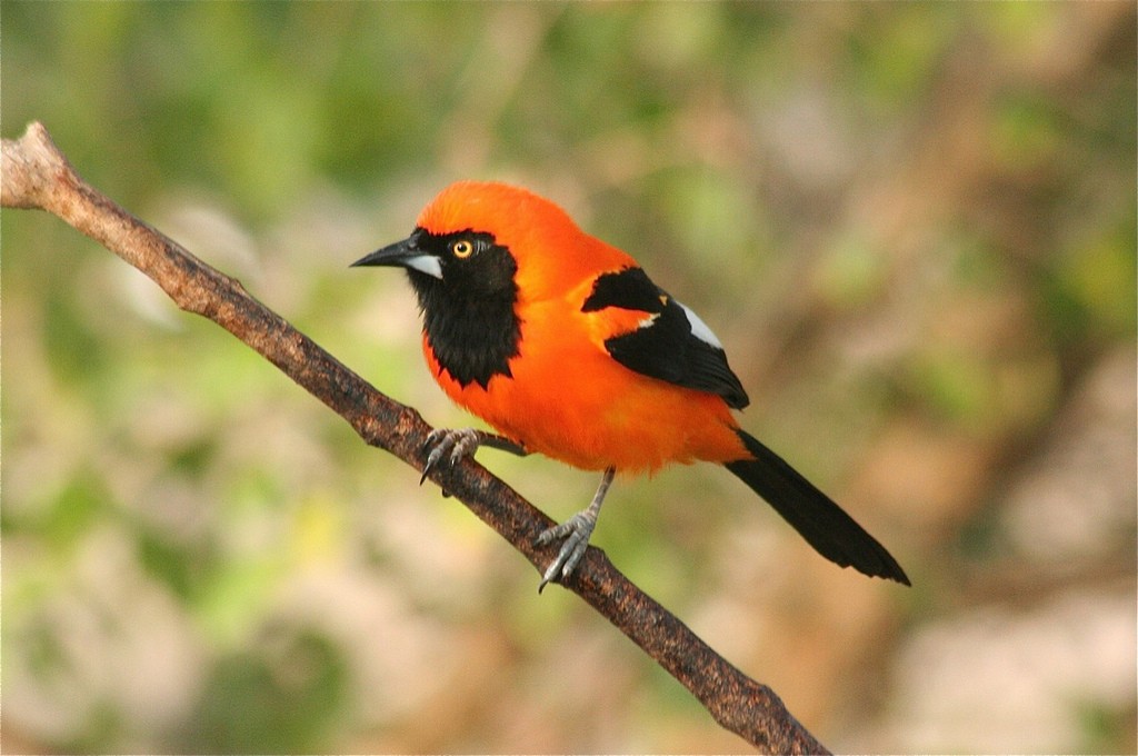 Orange-backed Troupial - Eric DeFonso 🦑