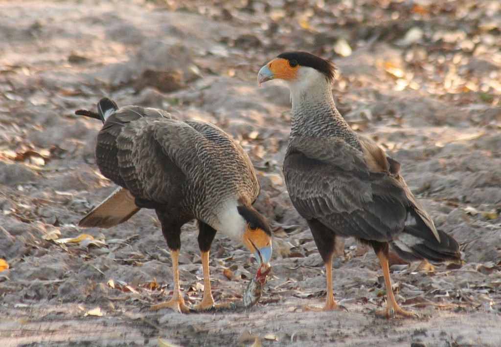 Crested Caracara (Southern) - ML85794591