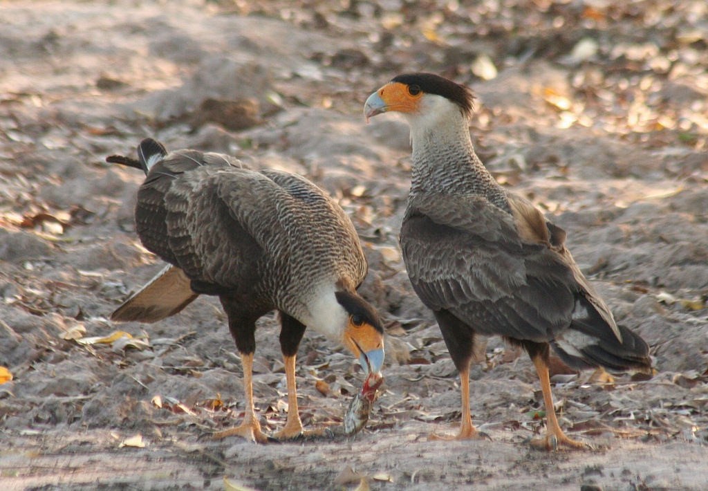 Caracara Carancho (sureño) - ML85794591