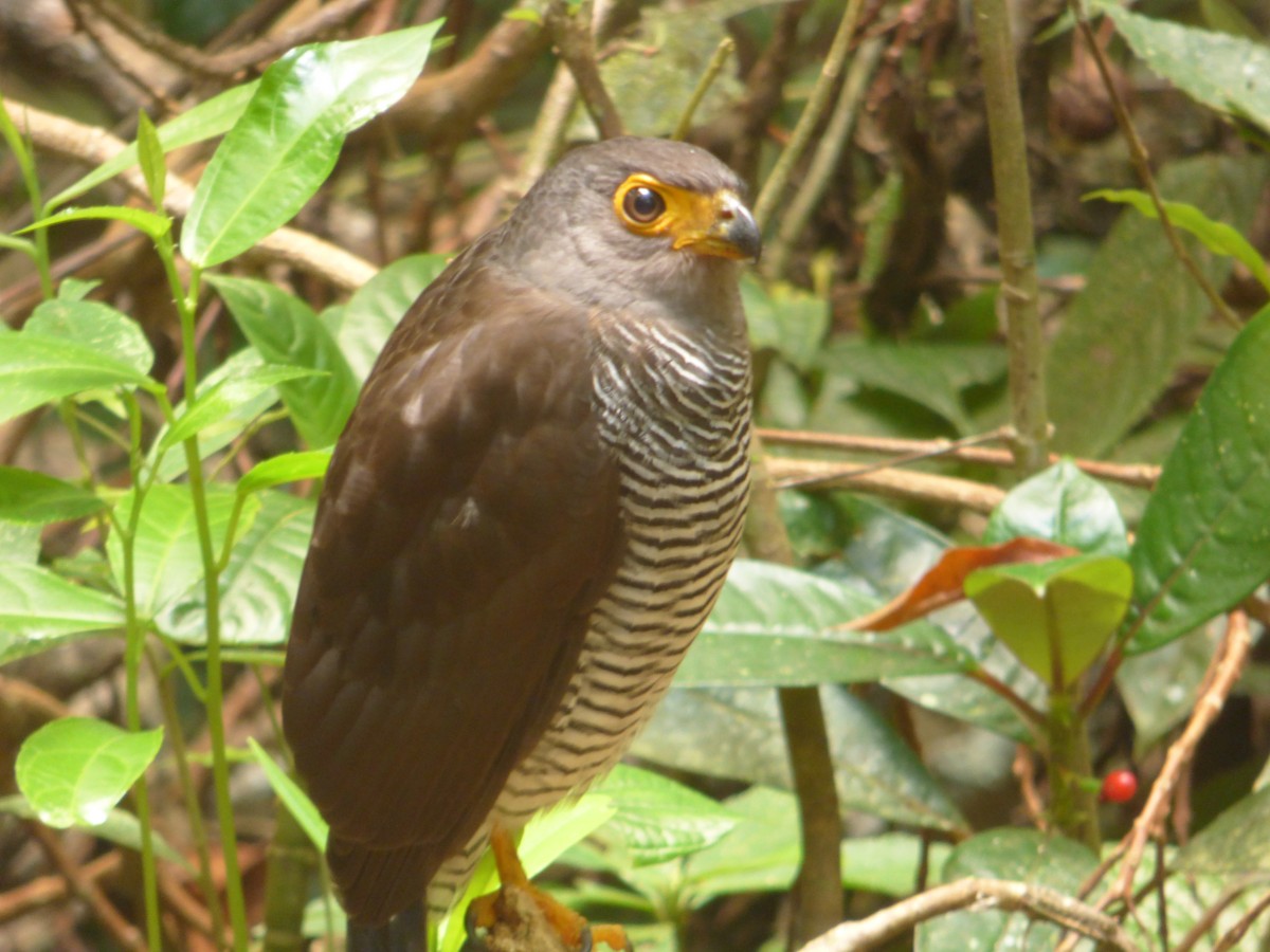 Barred Forest-Falcon - ML85795501