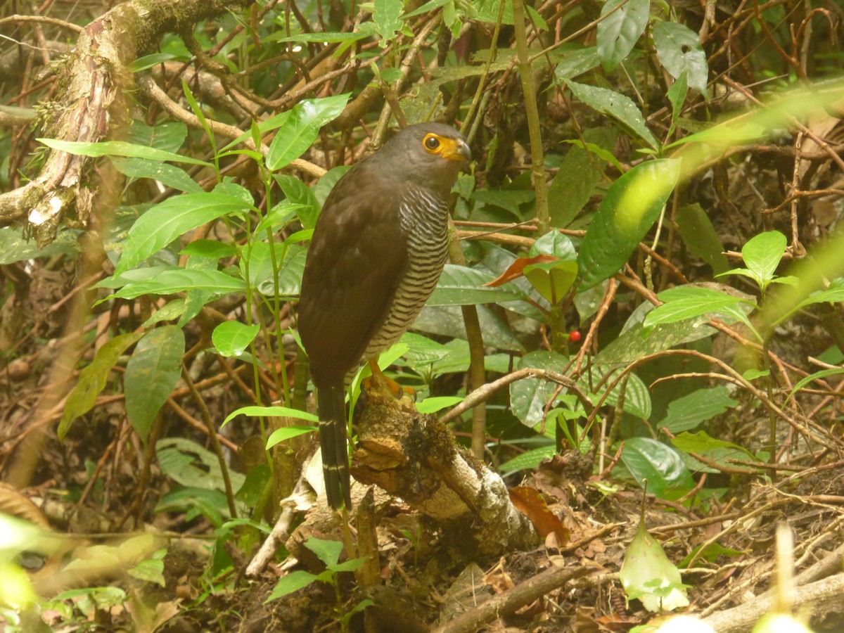 Barred Forest-Falcon - ML85795721