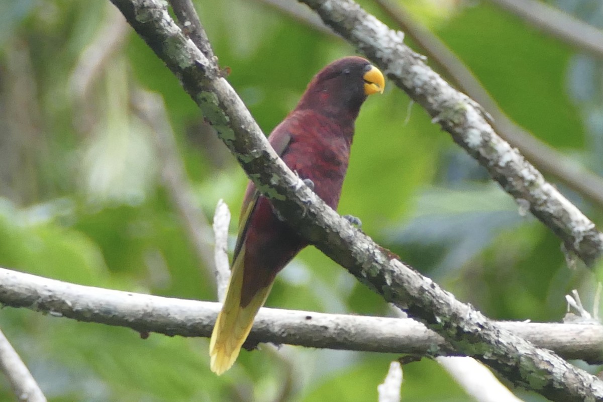 Pohnpei Lorikeet - ML85796081