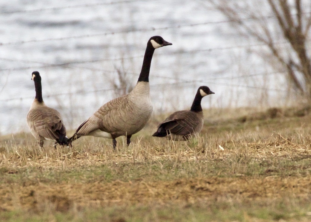 Barnacla Canadiense Chica (taverneri) - ML85798921