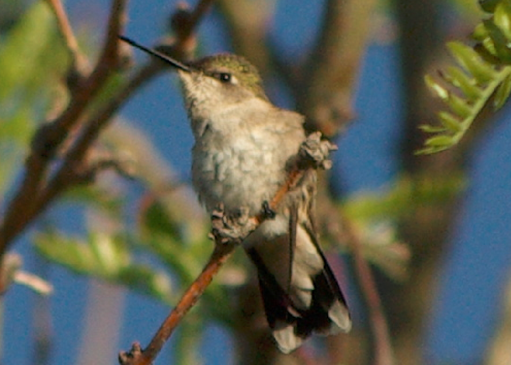 Ruby-throated Hummingbird - David Ely