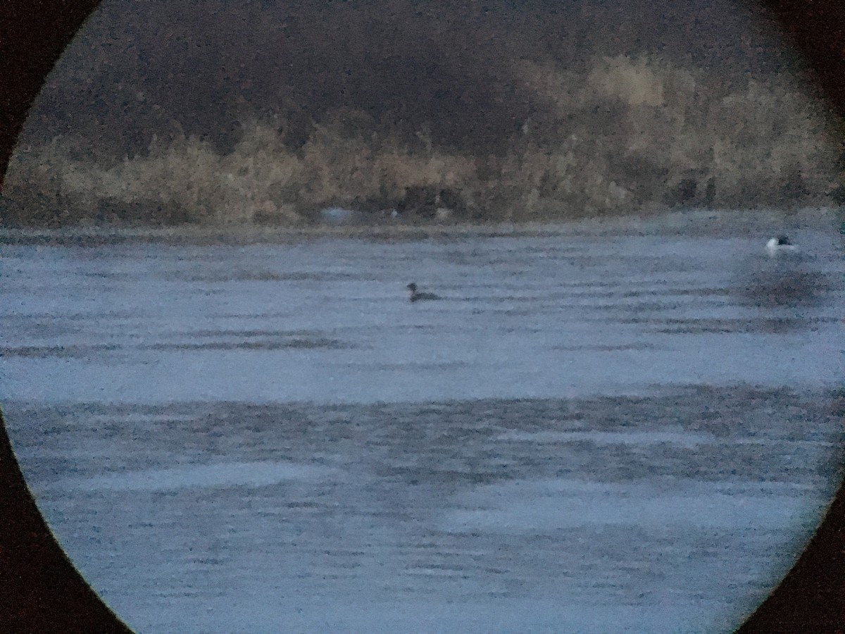 Red-breasted Merganser - Marshall Iliff