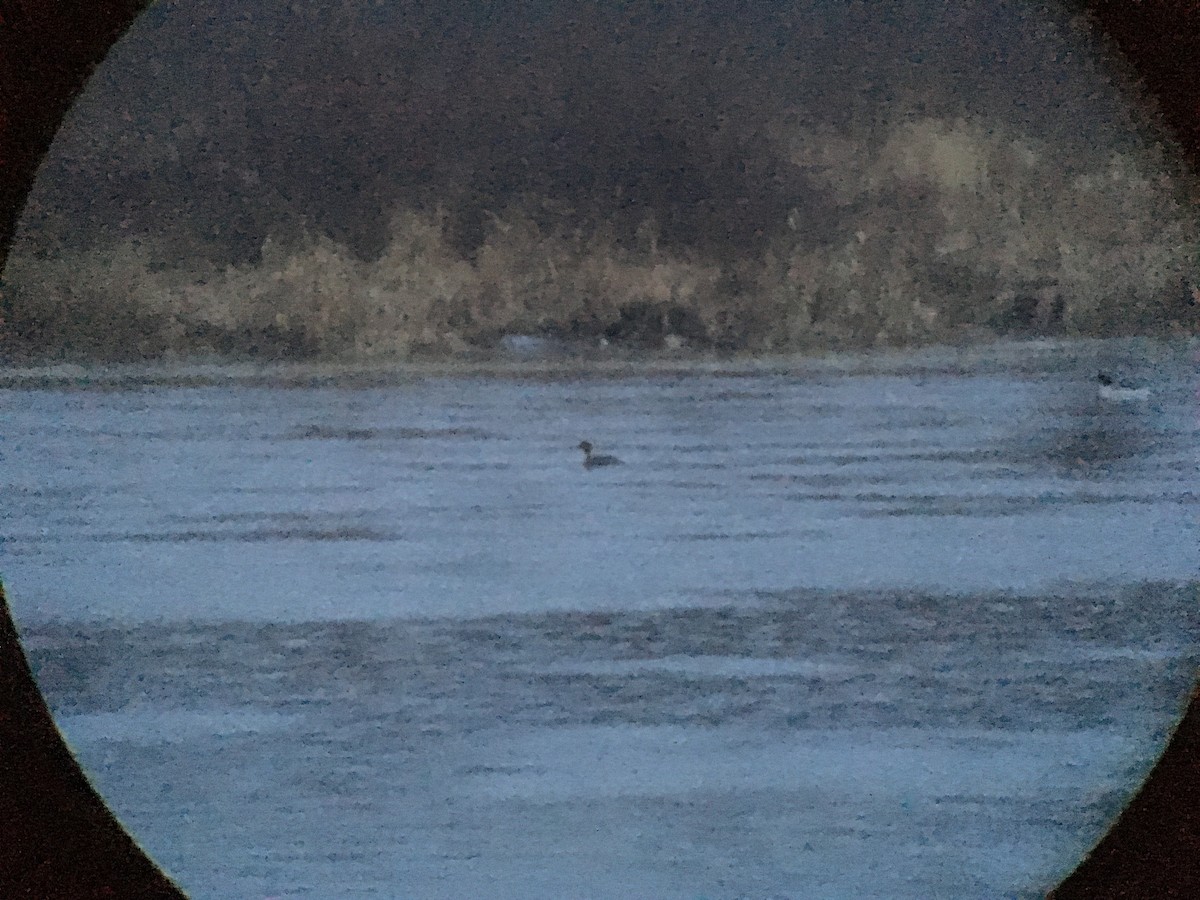 Red-breasted Merganser - Marshall Iliff