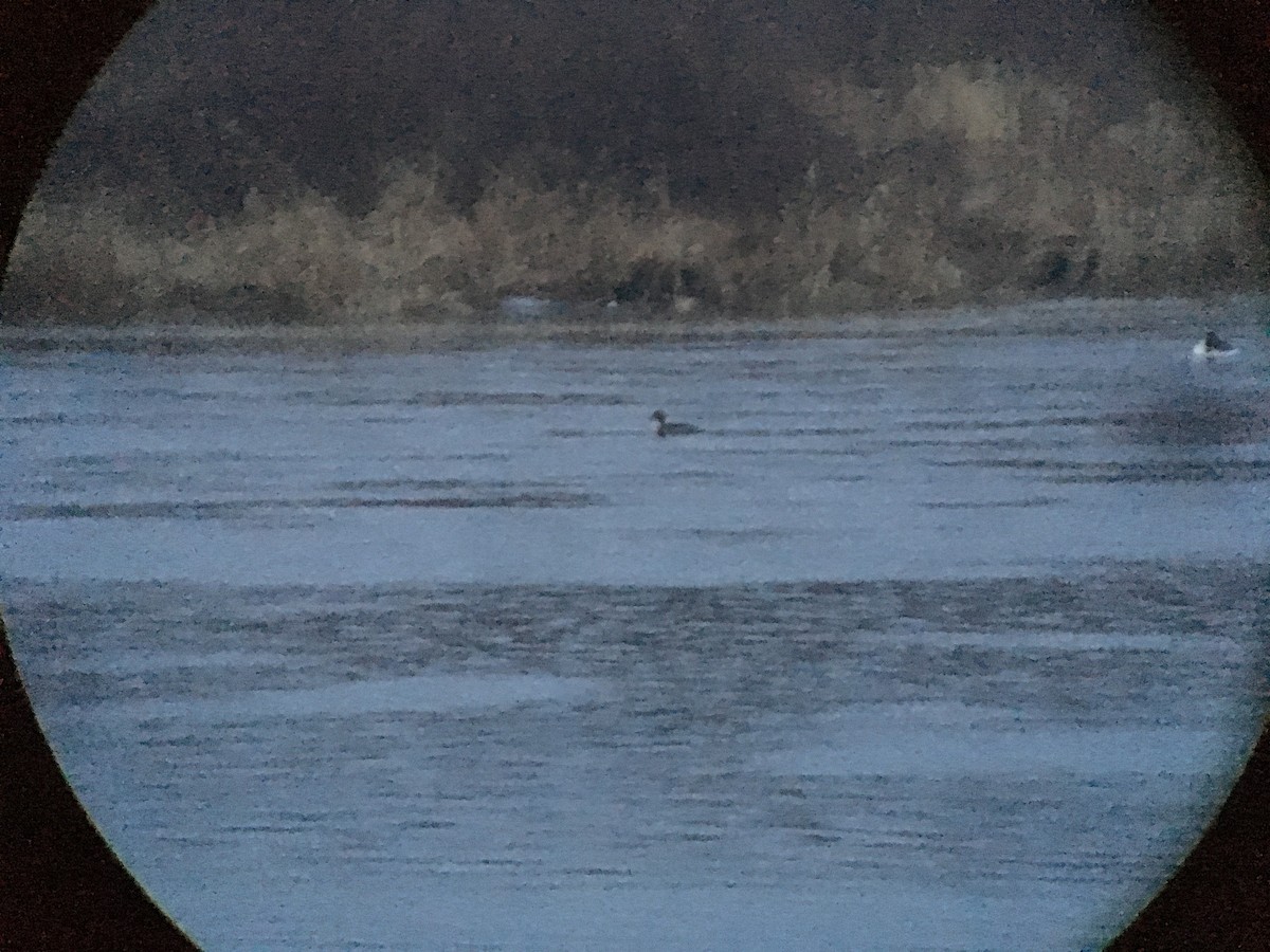 Red-breasted Merganser - Marshall Iliff