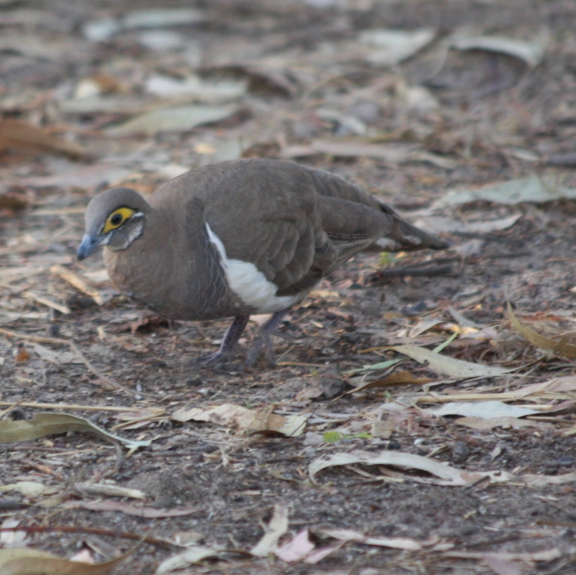 Partridge Pigeon - Ian Davies