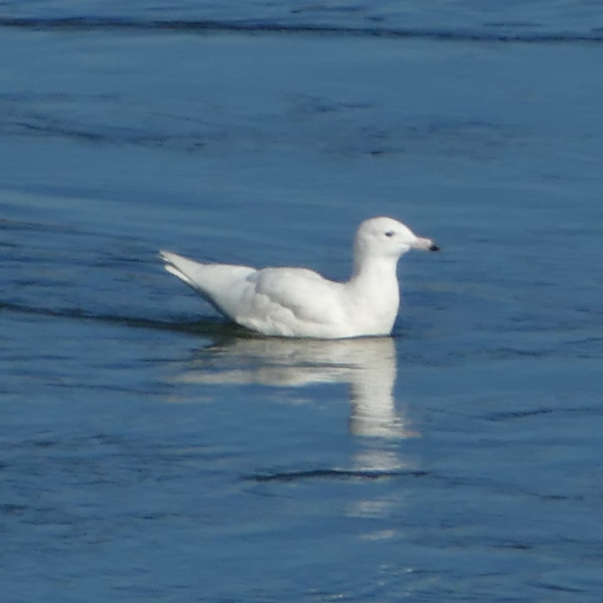 Glaucous Gull - John Foster