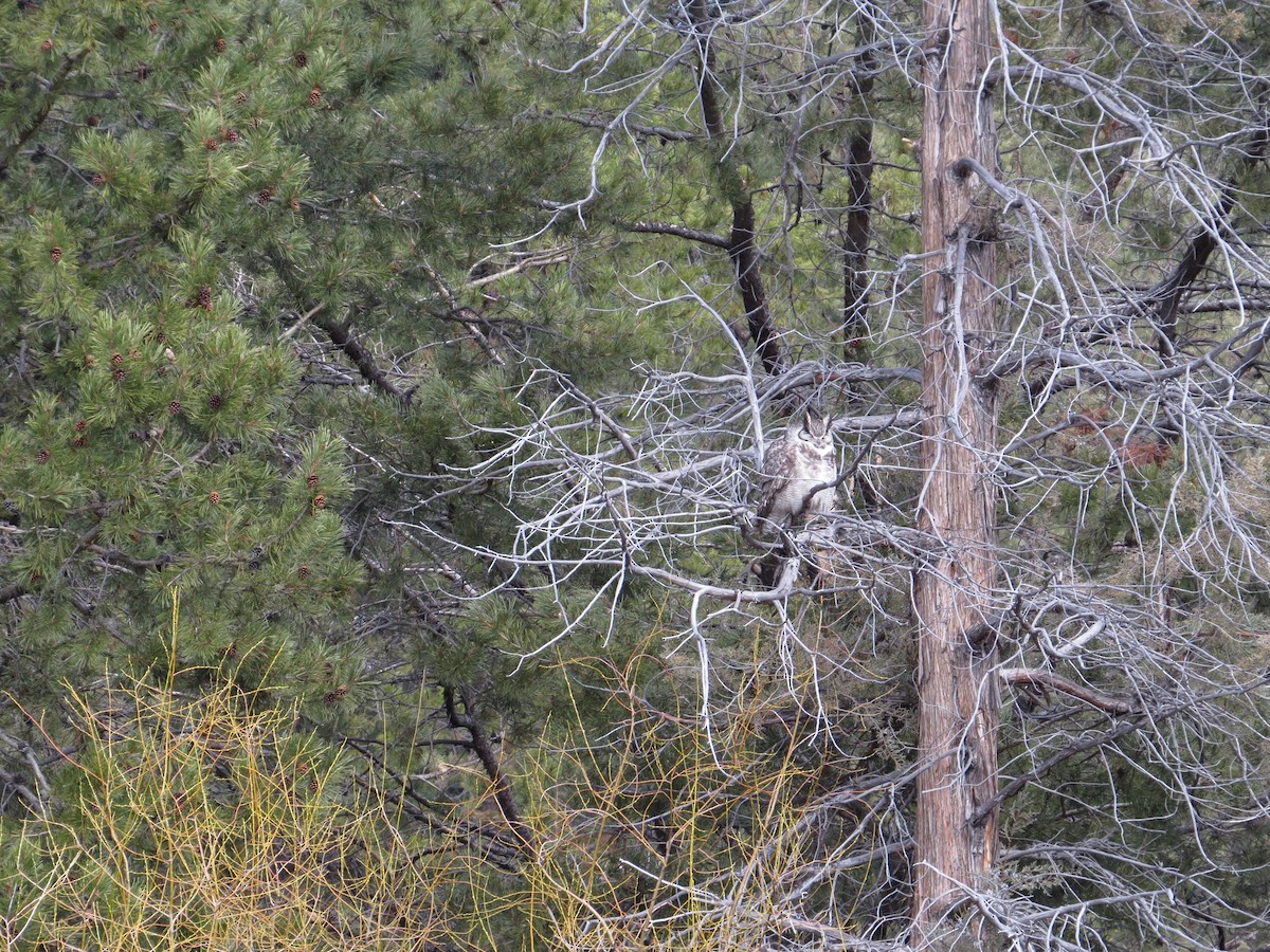 Great Horned Owl - Vickie Buck