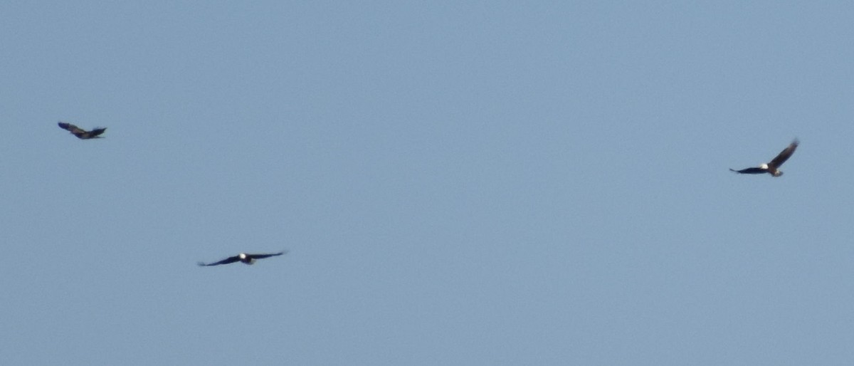 Rough-legged Hawk - ML85800761