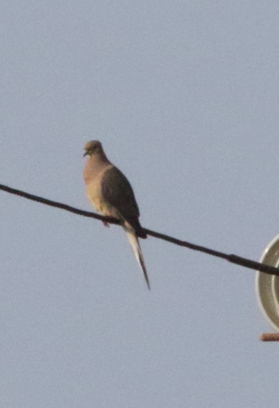 Mourning Dove - Jim Pea