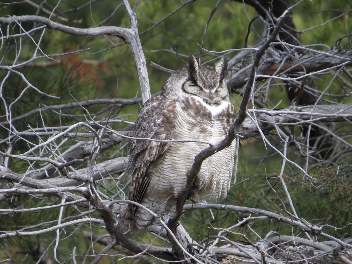 Great Horned Owl - Vickie Buck