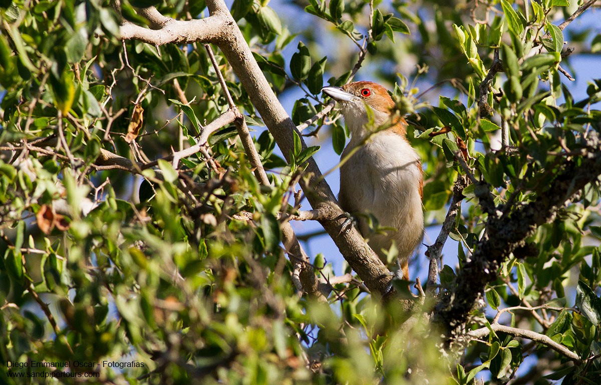 Great Antshrike - ML85802211