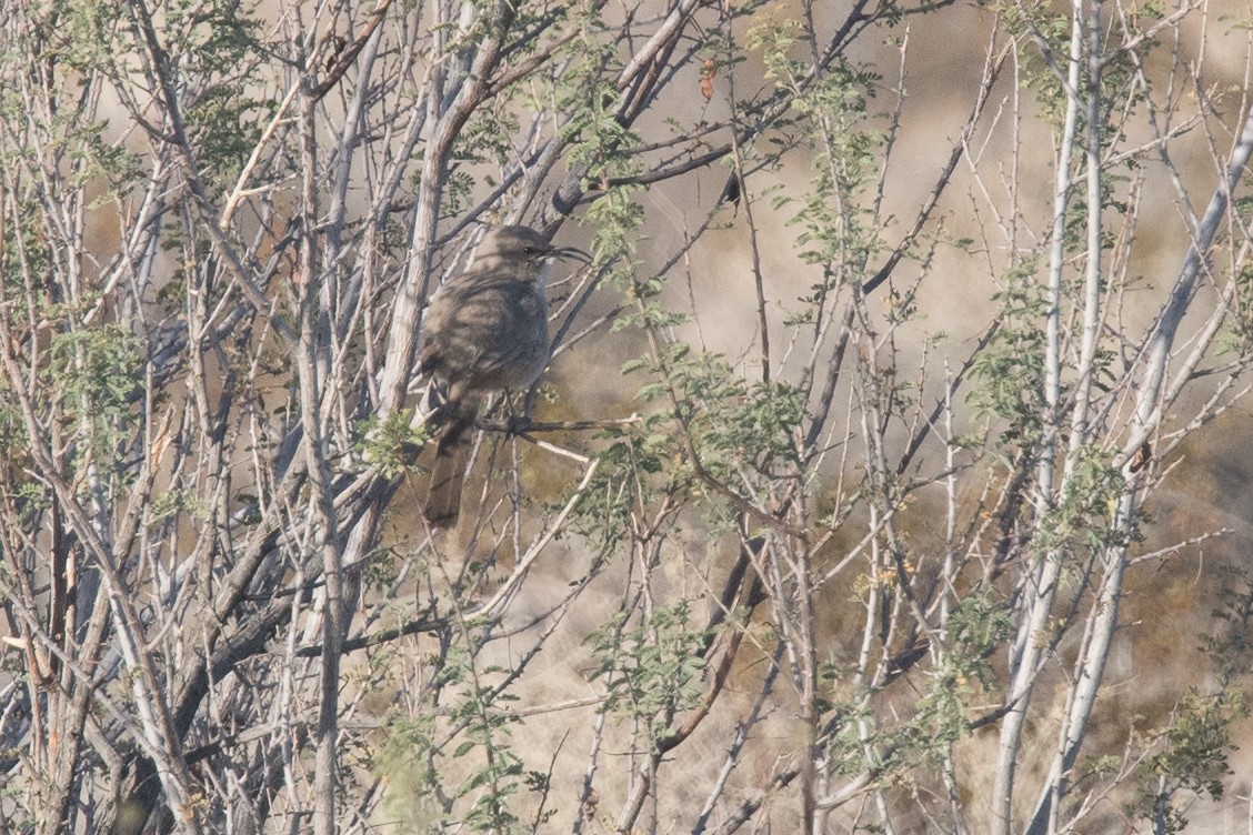 LeConte's Thrasher - ML85802431